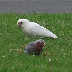 Cacatua sanguinea (Little Corella) at Isabella Plains, ACT - 9 Dec 2024 by RodDeb