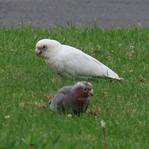 Cacatua sanguinea at Isabella Plains, ACT - 9 Dec 2024