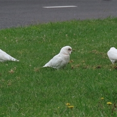 Cacatua sanguinea at Isabella Plains, ACT - 9 Dec 2024