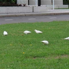 Cacatua sanguinea at Isabella Plains, ACT - 9 Dec 2024