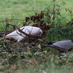 Cacatua sanguinea at Isabella Plains, ACT - 9 Dec 2024