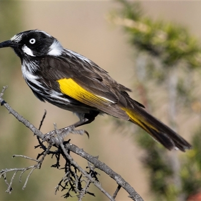 Phylidonyris novaehollandiae (New Holland Honeyeater) at Fyshwick, ACT - 4 Sep 2024 by AlisonMilton