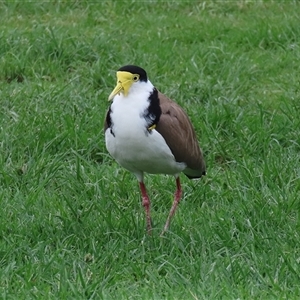 Vanellus miles at Isabella Plains, ACT - 9 Dec 2024 12:19 PM