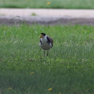 Vanellus miles at Isabella Plains, ACT - 9 Dec 2024 12:19 PM