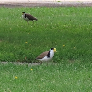 Vanellus miles at Isabella Plains, ACT - 9 Dec 2024 12:19 PM