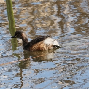 Tachybaptus novaehollandiae at Fyshwick, ACT by AlisonMilton