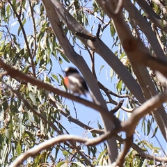 Unidentified Bird at Gundaroo, NSW - 7 Dec 2024 by ConBoekel