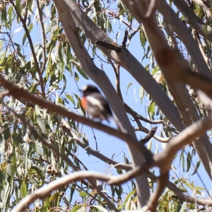 Petroica boodang at Gundaroo, NSW by ConBoekel