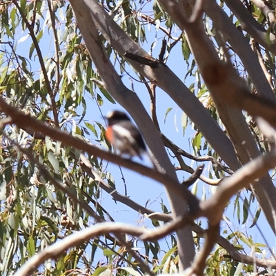 Petroica boodang (Scarlet Robin) at Gundaroo, NSW - 8 Dec 2024 by ConBoekel