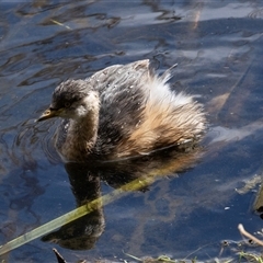 Tachybaptus novaehollandiae (Australasian Grebe) at Fyshwick, ACT - 4 Sep 2024 by AlisonMilton