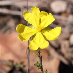 Hibbertia riparia at Gundaroo, NSW - 7 Dec 2024 by ConBoekel