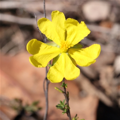 Hibbertia riparia at Gundaroo, NSW - 8 Dec 2024 by ConBoekel
