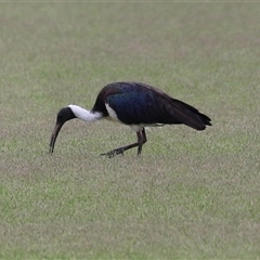 Threskiornis spinicollis (Straw-necked Ibis) at Isabella Plains, ACT - 9 Dec 2024 by RodDeb