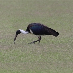 Threskiornis spinicollis at Isabella Plains, ACT by RodDeb