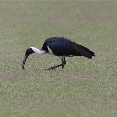 Threskiornis spinicollis at Isabella Plains, ACT - 9 Dec 2024 by RodDeb