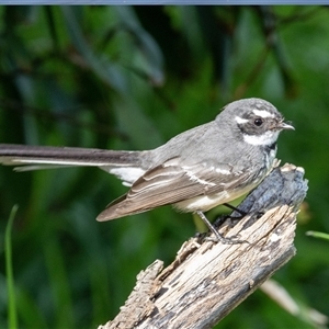 Rhipidura albiscapa at Fyshwick, ACT by AlisonMilton