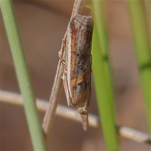 Etiella chrysoporella at Gundaroo, NSW - 8 Dec 2024