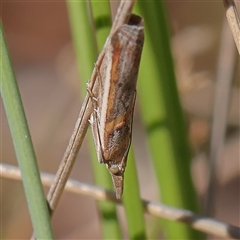 Etiella chrysoporella at Gundaroo, NSW - 8 Dec 2024