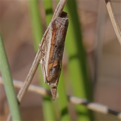 Etiella chrysoporella at Gundaroo, NSW - 8 Dec 2024