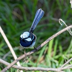 Malurus cyaneus (Superb Fairywren) at Fyshwick, ACT - 4 Sep 2024 by AlisonMilton