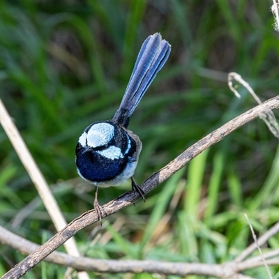 Malurus cyaneus at Fyshwick, ACT - 4 Sep 2024 by AlisonMilton