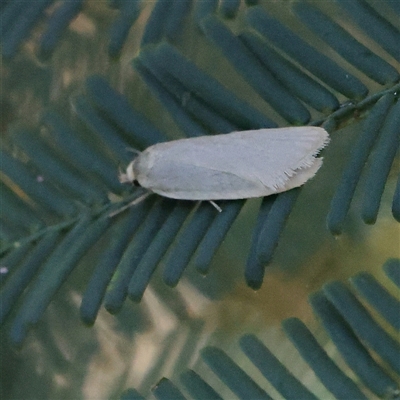 Zacorus carus at Gundaroo, NSW - 8 Dec 2024 by ConBoekel