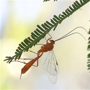 Ichneumonidae (family) at Gundaroo, NSW - 8 Dec 2024 09:34 AM