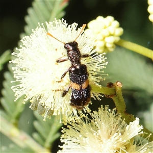 Eleale pulchra at Gundaroo, NSW - 8 Dec 2024 09:32 AM