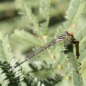 Austroagrion watsoni at Gundaroo, NSW - 8 Dec 2024