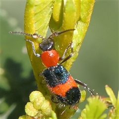 Dicranolaius cinctus (Notched-leg Red & Blue Flower Beetle) at Gundaroo, NSW - 8 Dec 2024 by ConBoekel