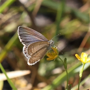 Zizina otis (Common Grass-Blue) at Gundaroo, NSW by ConBoekel