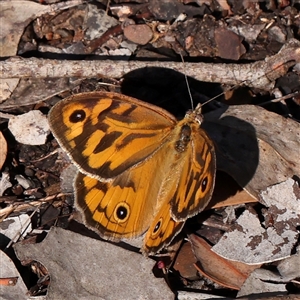 Heteronympha merope at Gundaroo, NSW - 8 Dec 2024 09:23 AM