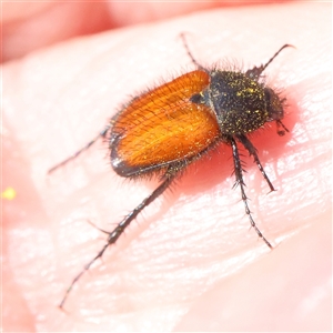 Phyllotocus kingii (Nectar scarab) at Gundaroo, NSW by ConBoekel