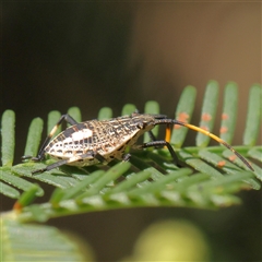 Unidentified Shield, Stink or Jewel Bug (Pentatomoidea) at Gundaroo, NSW - 7 Dec 2024 by ConBoekel