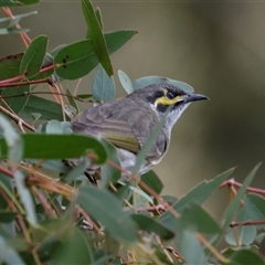 Caligavis chrysops at Fyshwick, ACT - 4 Sep 2024 by AlisonMilton