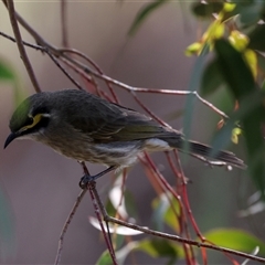 Caligavis chrysops at Fyshwick, ACT - 4 Sep 2024