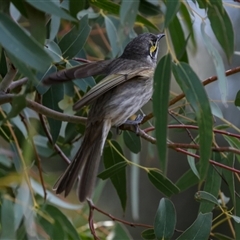 Caligavis chrysops at Fyshwick, ACT - 4 Sep 2024