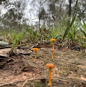 Lichenomphalia chromacea at Glenroy, NSW by SandyC