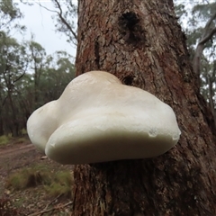 Laetiporus portentosus (White Punk) at Manton, NSW - 6 Dec 2024 by SandraH