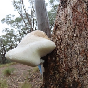 Laetiporus portentosus at Manton, NSW - 7 Dec 2024 08:10 AM