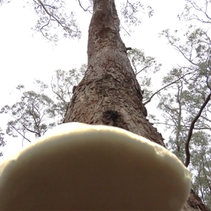 Laetiporus portentosus at Manton, NSW - 7 Dec 2024 08:10 AM