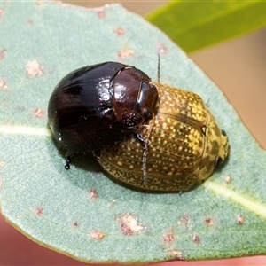 Paropsisterna cloelia (Eucalyptus variegated beetle) at McKellar, ACT by AlisonMilton