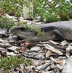 Tiliqua scincoides scincoides (Eastern Blue-tongue) at Weston, ACT by LinePerrins