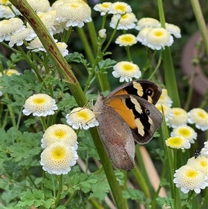 Heteronympha merope at Weston, ACT - 9 Dec 2024