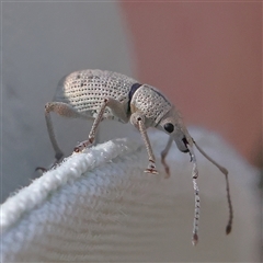 Merimnetes oblongus (Radiata pine shoot weevil) at Gundaroo, NSW - 8 Dec 2024 by ConBoekel