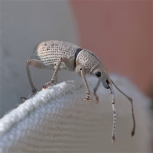 Merimnetes oblongus (Radiata pine shoot weevil) at Gundaroo, NSW by ConBoekel