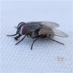 Muscidae (family) (Unidentified muscid fly) at Gundaroo, NSW - 8 Dec 2024 by ConBoekel