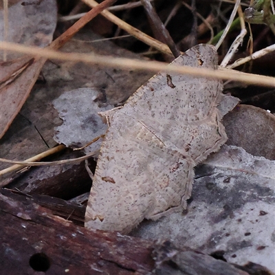 Dissomorphia australiaria (Dashed Geometrid, Ennominae) at Gundaroo, NSW - 8 Dec 2024 by ConBoekel