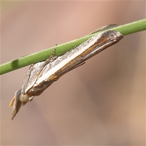 Etiella (genus) at Gundaroo, NSW - suppressed