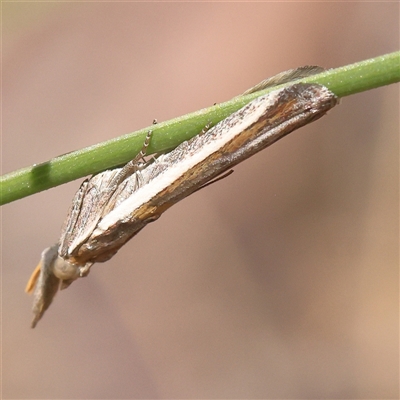 Unidentified Moth (Lepidoptera) at Gundaroo, NSW - 7 Dec 2024 by ConBoekel